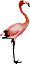 Flamingo.png