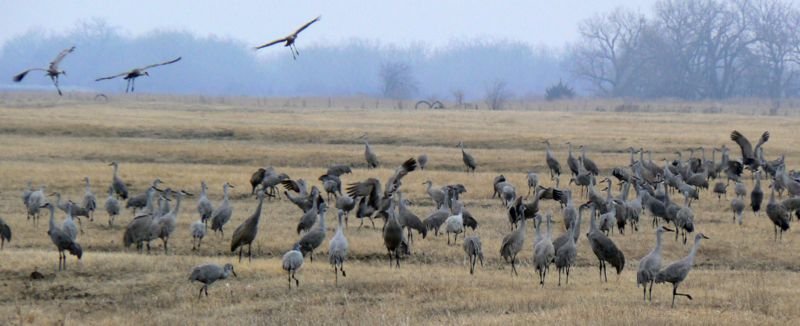 User Unendingfear Crane Army.jpg