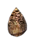 Scarab Spore.png