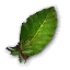 Taro Leaves.png