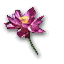 Iboga Blossom.png