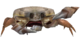 White Crab2.png