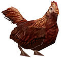 Chicken 2.jpg