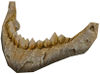 Massive Jawbone.jpg