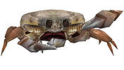 White Crab.jpg