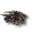 Miniature Ceratadon.png