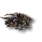 Miniature Ceratadon.png