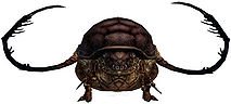 Rain Beetle.jpg