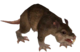 Jahai Rat2.png