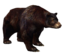 Black Bear2.png