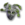 Grim Cesta (gorgon).png