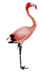 Flamingo2.png