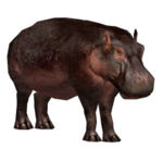 Pygmy Hippopotamus.jpg