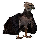 Mountain Eagle.jpg