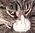 User Kingofcats image for userbox.jpg