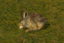 Brown Rabbit.png