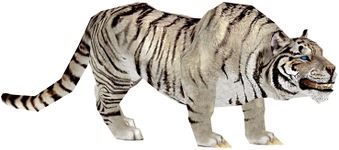 White Tiger.jpg