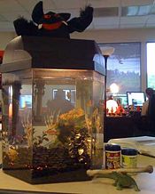 User Emily Diehl FishTank.jpg