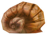 Beautiful Shell.jpg