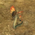 Miniature Krait Neoss.png