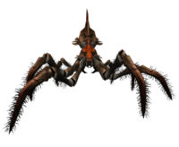 Dune Spider.jpg