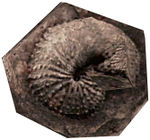 Fossilized Shellfish.jpg