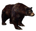 Black Bear.jpg