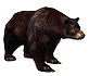 Black Bear.jpg