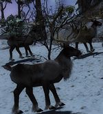 Reindeer.jpg