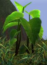 Taro Plant.jpg