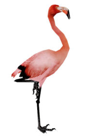 Flamingo.jpg