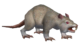 Albino Rat2.png